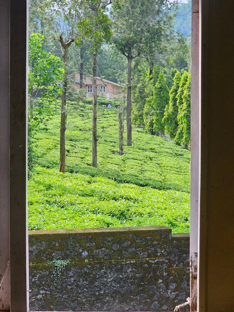 Kerala tea plantation